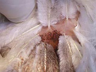 Mites in Poultry